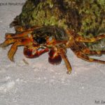Krab