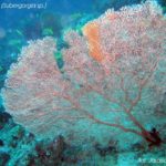 Gorgonia