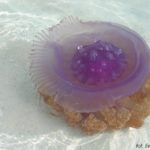 Meduza
