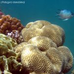Koralowiec