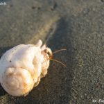 Krab pustelnik