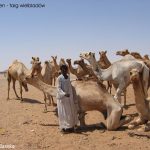 Al Shalateen