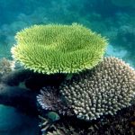 Koralowce Acropora sp.