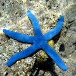 Rozgwiazda Linckia laevigata