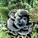 Koralowiec Echinophora lamellosa