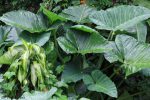 Liście arona - Arum palaestinum