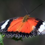 Cethosia hypsea
