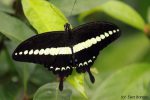 Papilio polytes